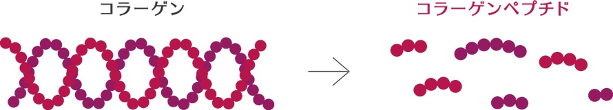 コラーゲン→コラーゲンペプチド