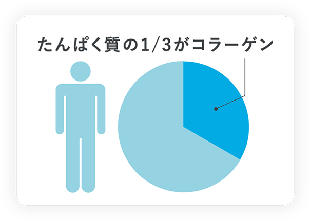 たんぱく質の1/3がコラーゲンの図