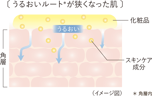 うるおいルートが狭くなった肌