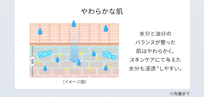 やわらかな肌 水分と油分のバランスが整った肌はやわらかく、スキンケアにて与えた水分も浸透※しやすい。 ※角質まで