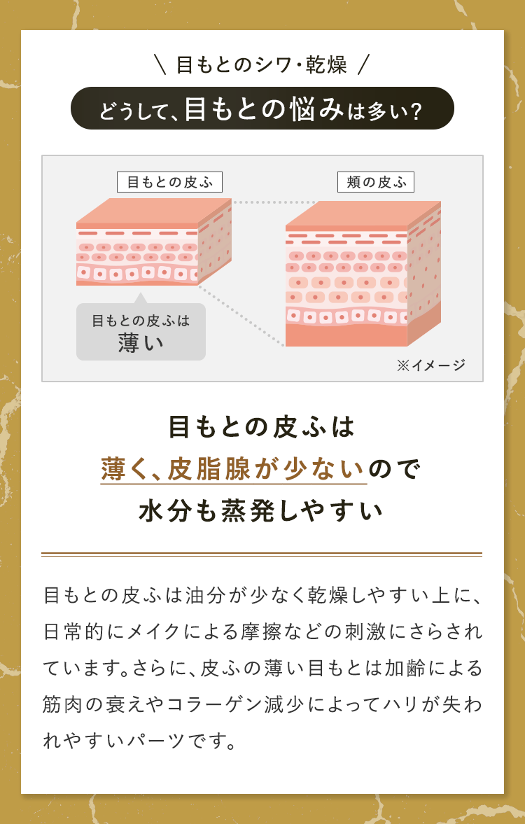 どうして、目もとの悩みは多い? 目もとの皮ふは薄く、皮脂腺が少ないので水分も蒸発しやすい