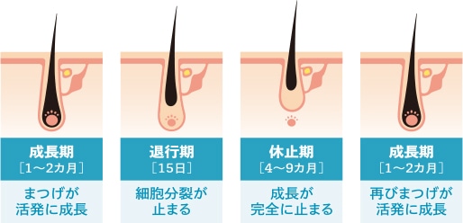 まつげの毛周期のイメージ画像