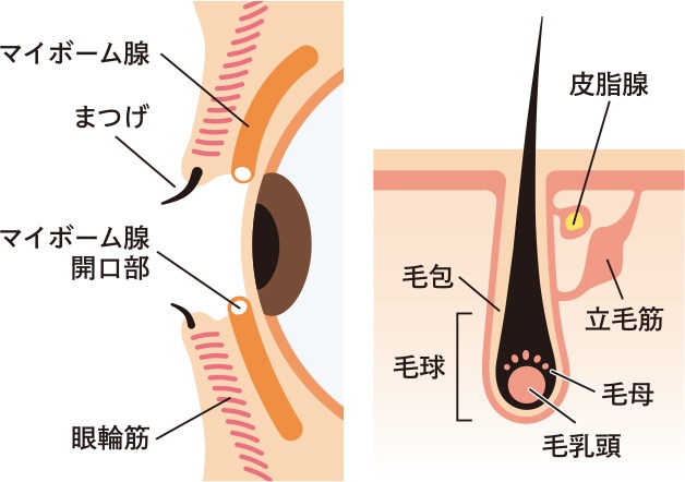目もとのイメージ画像
