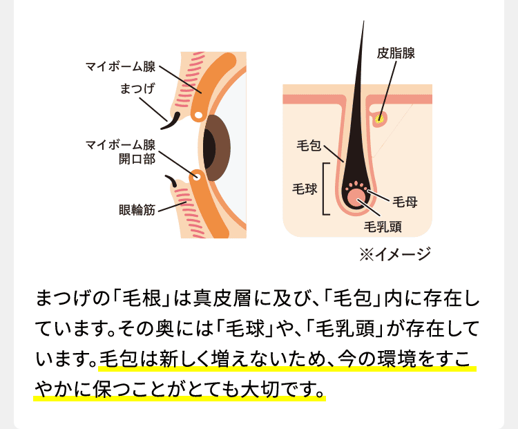 マイボーム腺/まつげ/マイボーム腺開口部/眼輪筋/皮脂腺/毛包/立毛筋/毛球/毛母/毛乳頭 まつげの「毛根」は真皮層に及び、「毛包」内に存在しています。その奥には「毛球」や、「毛乳頭」が存在しています。毛包は新しく増えないため、今の環境をすこやかに保つことがとても大切です。