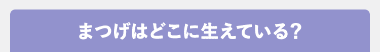 まつげはどこに生えている？